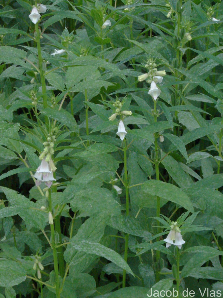 Sesamum indicum L.